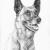 Malinois von