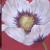 Weißer Mohn 3tlg von Andy
