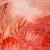 read dream von branoli