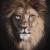 Lion King von