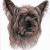 Australian Terrier von