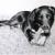 Labrador-Mischling von