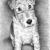 Foxterrier von