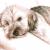 Dogs Eyes II von
