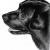 Schwarzer Labrador von