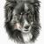 Border Collie von