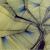 Itsibitsi Spider von