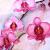 rosaOrchidee.JPG von Andy