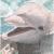 Delphin von