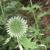 Distel von