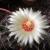 Hamatuscactus Blüte von