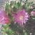 Mammilaria Blüten.jpg von