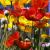 Feuriger Mohn von Reubild