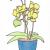 Orchidee im Topf von