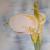 Calla Lilien von Midgardart