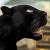 Panther von MonRo