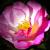 Leuchtende Farben einer Rose von Reubild