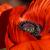 Roter Mohn von Reubild
