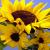 Sonnenblumen-Familie von Reubild