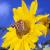 Distelfalter auf Sonnenblume von Reubild