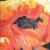 Mohn von