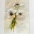 weiße Amaryllis von Andy