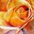 orange Rose von