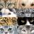 Animal Eyes von