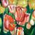orange Tulpen von