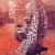 Kalahari Leopard von natoti