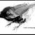 Spatz von