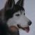 HuskyPastellkreideNovember2010.JPG von airbrushportraits