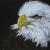 Weisskopfseeadler von