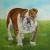 EnglischeBulldogge von