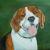 Fröhlicher Beagle von