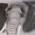 ElefantZeichenkohleOktober2010.JPG von airbrushportraits