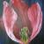 Tulpe von