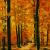 Herbstwald von
