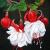 Fuchsien von