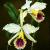 Orchideen von