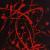 Dark Art Deep Red von Olivia Seger