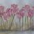 Tulpen von suspra