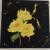 Yellow Roses von alaja ashton