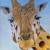 WM Giraffe von Tina`s Portrait Art