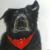Ginger von Tina`s Portrait Art