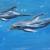 Dolphins 01 von