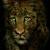 leopard von Carlo