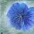 Blaue Blume von