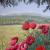 Klatschmohn am Wegrand von GH