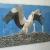 Storch von Sharky